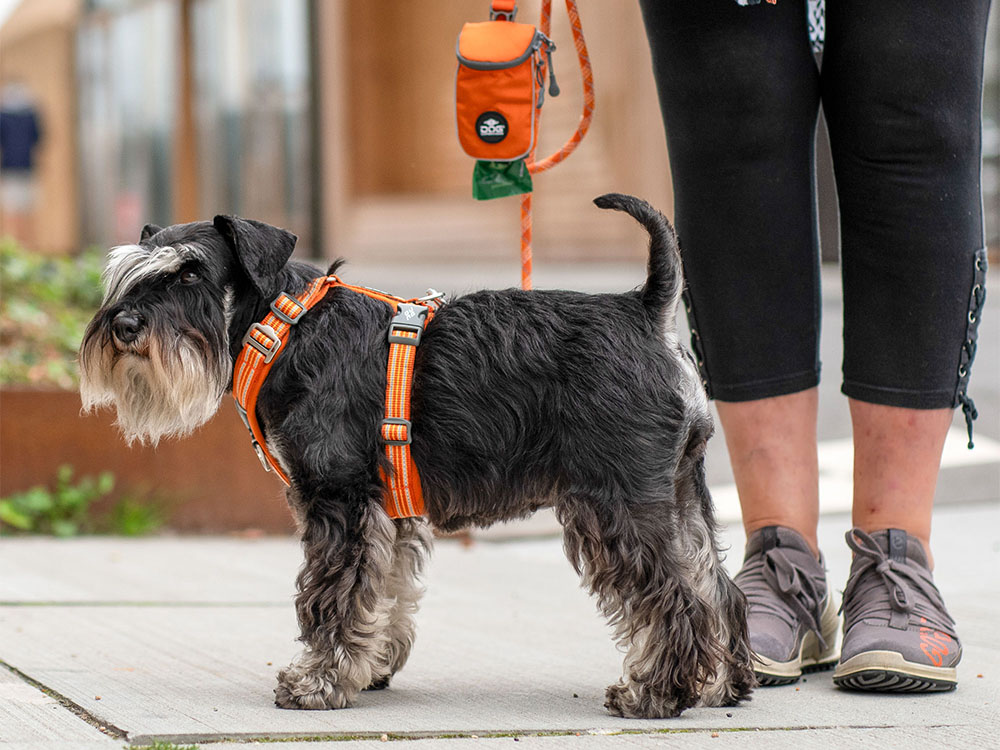 ドッグコペンハーゲンのハーネスの使用例の写真
